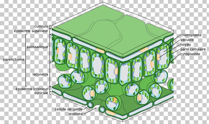 Epidermis Palisade Cell Tissue Leaf Photosynthesis PNG, Clipart, Area, Biology, Cell, Cuticle, Diagram Free PNG Download