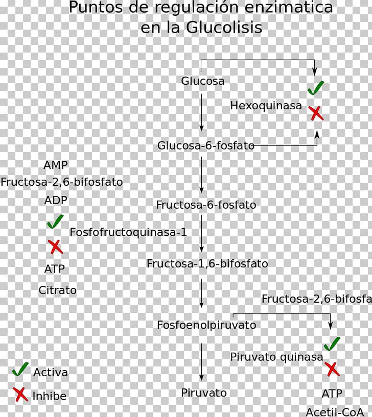 Glycolysis Metabolic Pathway Metabolism Pyruvic Acid Catabolism PNG, Clipart, Anabolism, Angle, Area, Catabolism, Cytosol Free PNG Download