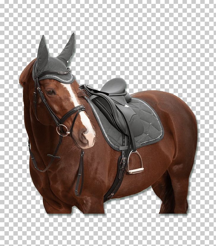 Horse Bridle Shabrack Saddle Hunt Seat PNG, Clipart, Animals, Bit, Bridle, Brown, Doma Free PNG Download