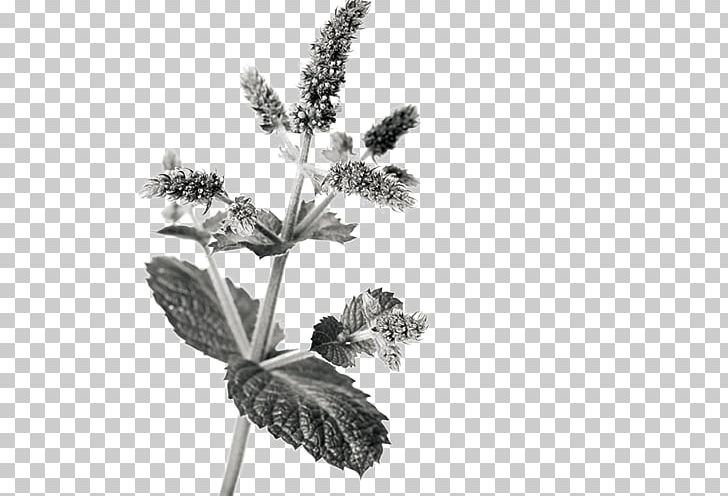 Mentha Spicata Maghrebi Mint Tea PNG, Clipart, Aromatic Herbs, Black And White, Branch, Chinese Herbs, Download Free PNG Download