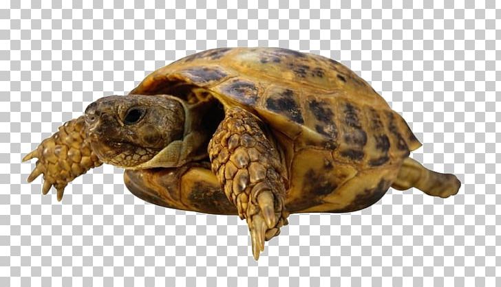 Sea Turtle Tortoise PNG, Clipart, Animal, Animals, Box Turtle, Crawl, Download Free PNG Download