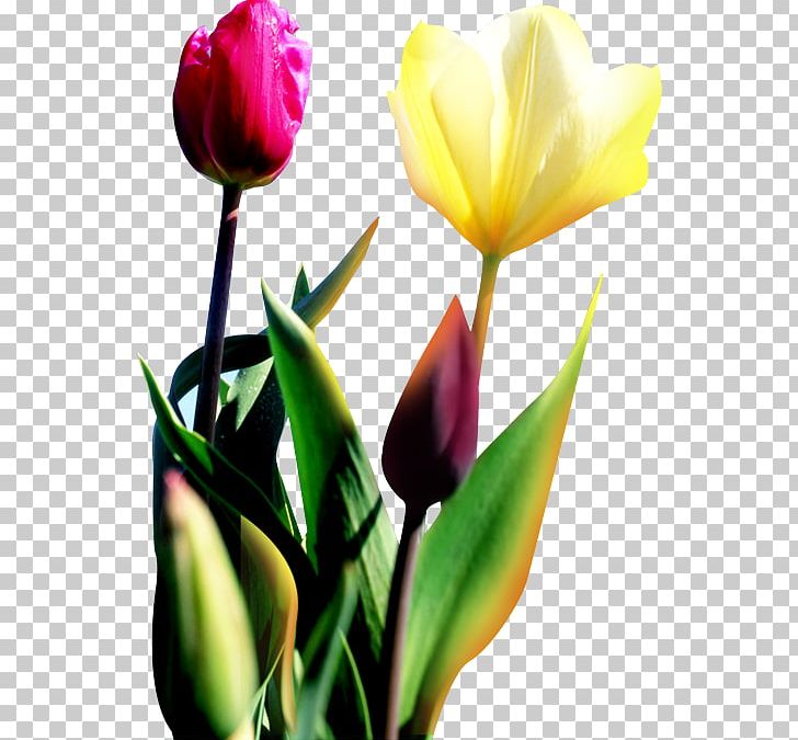 Tulip Flower PNG, Clipart, Bud, Cut Flowers, Download, Euclidean Vector, Floristry Free PNG Download
