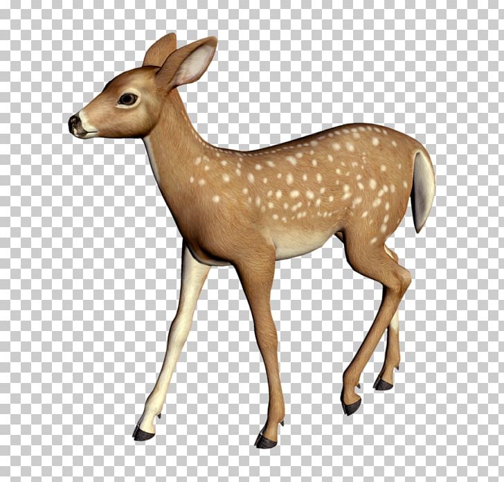 White-tailed Deer Elk Reindeer PNG, Clipart, Animal, Animal Figure, Animals, Antelope, Antler Free PNG Download