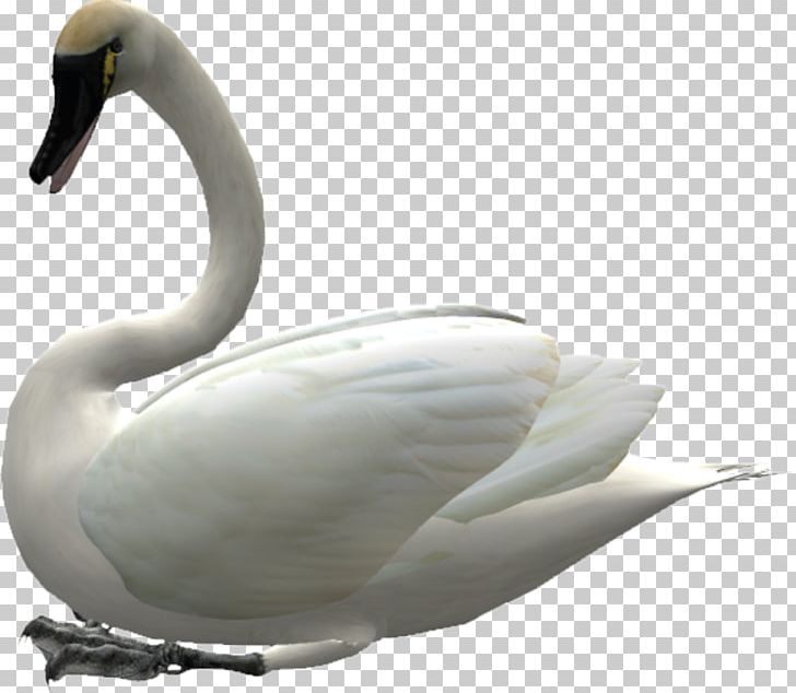 Cygnini Swan Goose Bird Duck PNG, Clipart, Animal, Animals, Beak, Beautiful Girl, Beautiful Swan Free PNG Download