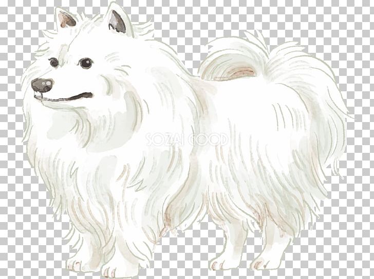 Pomeranian German Spitz Klein Japanese Spitz American Eskimo Dog German Spitz Mittel PNG, Clipart, Breed, Canadian Eskimo Dog, Carnivoran, Companion Dog, Dog Free PNG Download