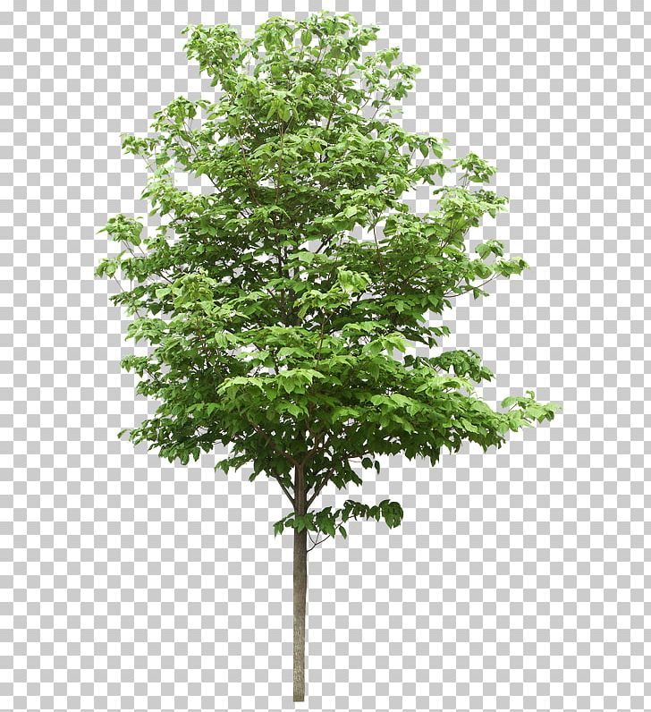 Tree Structure Oak Stock Photography PNG, Clipart, Arbor Day Foundation, Branch, Desktop Wallpaper, Leaf, Nature Free PNG Download