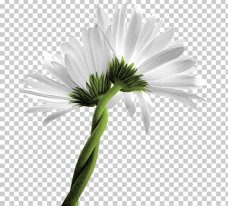 Common Daisy Oxeye Daisy Chamomile Matricaria Flower PNG, Clipart, Annual Plant, Aster, Chamomile, Chrysanthemum, Chrysanths Free PNG Download