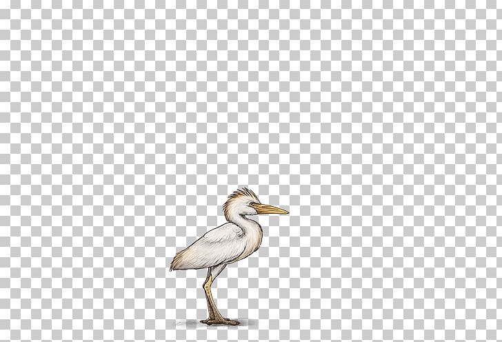 Duck European Herring Gull Gulls Wader Beak PNG, Clipart, American Herring Gull, Beak, Bird, Cattle Egret, Charadriiformes Free PNG Download