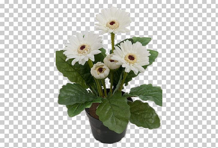 Transvaal Daisy Flowerpot Saint Petersburg Houseplant PNG, Clipart, Annual Plant, Artificial Flower, Azalea, Cut, Daisy Family Free PNG Download