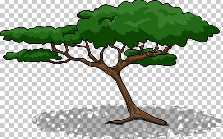 Branch Acacia Tree PNG, Clipart, Acacia, Branch, Club Penguin, Grass, Leaf Free PNG Download