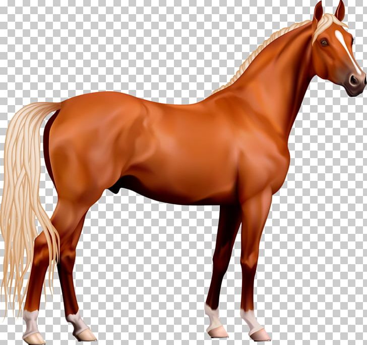 Horse Stallion PNG, Clipart, Animals, Beautiful, Bit, Bridle, Celebrity Free PNG Download