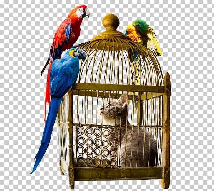 Parrot Birdcage Birdcage Macaw PNG, Clipart, Animals, Beak, Bird, Birdcage, Bird Supply Free PNG Download