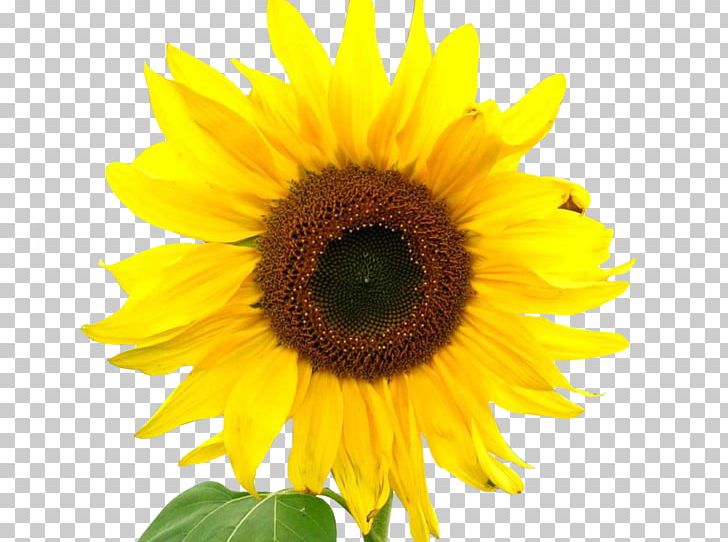 Common Sunflower Stock Photography PNG, Clipart, Annual Plant, Asterales, Common Sunflower, Daisy Family, Flower Free PNG Download
