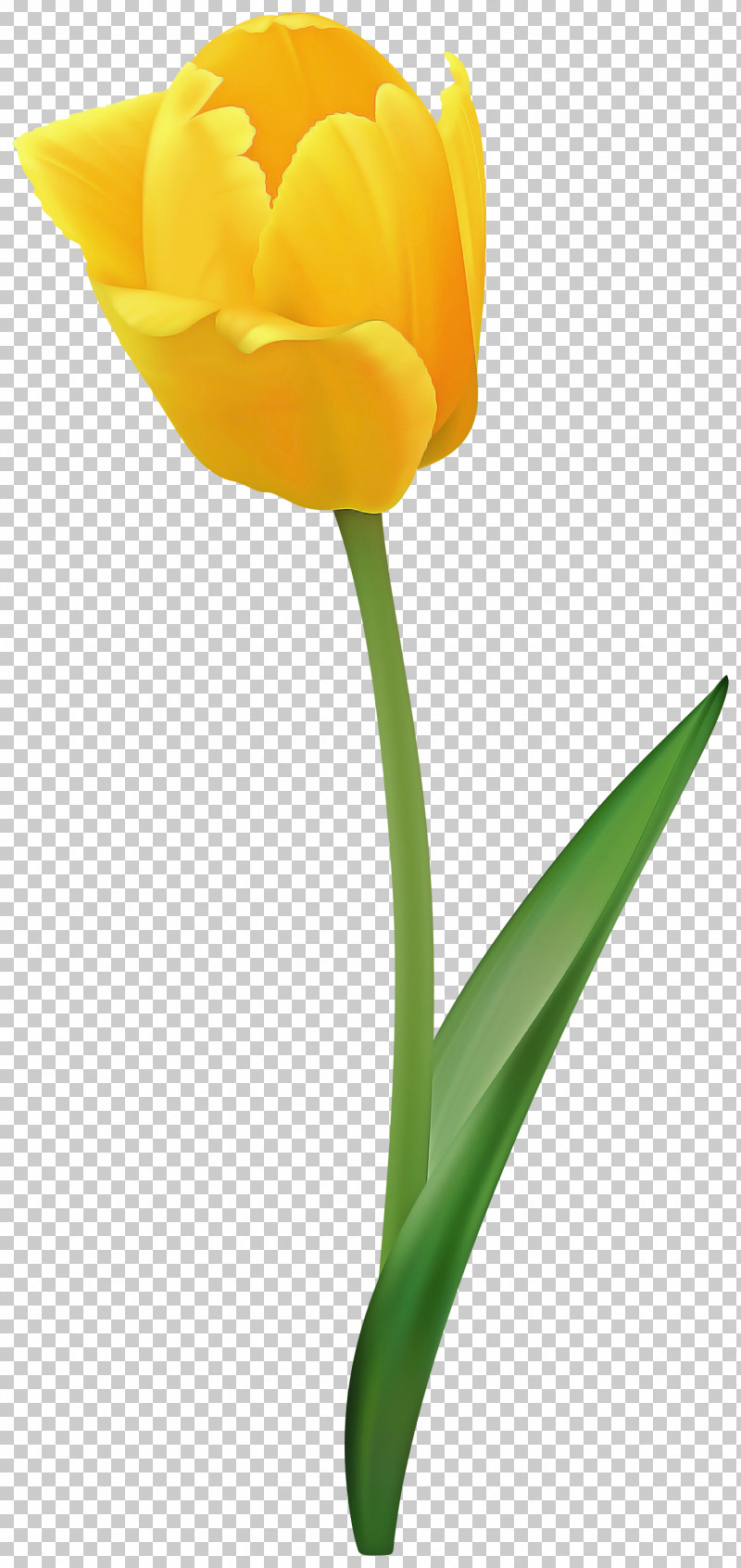 Flower Tulip Yellow Petal Cut Flowers PNG, Clipart, Cut Flowers, Flower, Pedicel, Petal, Plant Free PNG Download