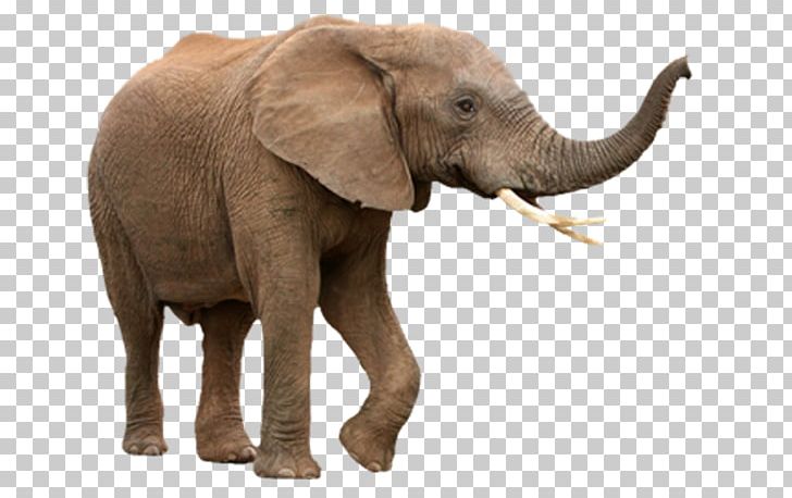 African Bush Elephant Asian Elephant African Forest Elephant Stock Photography PNG, Clipart, African Bush Elephant, African Elephant, Animals, Asian Elephant, Elephant Free PNG Download