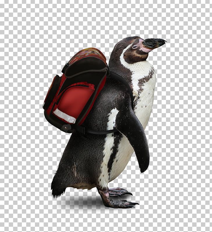 Penguin The Tale Of The Fisherman And The Fish .net Diary Drawing PNG, Clipart, 2018, Alca, Alexander Pushkin, Beak, Bird Free PNG Download