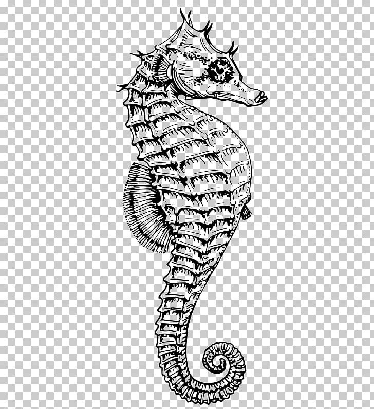 Drawing White's Seahorse Dwarf Seahorse PNG, Clipart,  Free PNG Download