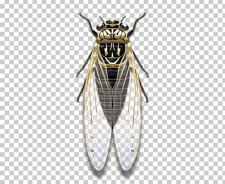 Insect Wing True Bugs Cicadoidea Pollinator PNG, Clipart, Animals, Arthropod, Cicada, Cicadoidea, Insect Free PNG Download