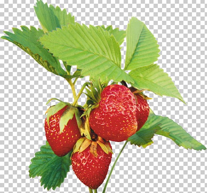 Musk Strawberry PNG, Clipart, Berry, Computer Graphics, Encapsulated Postscript, Food, Fragaria Free PNG Download
