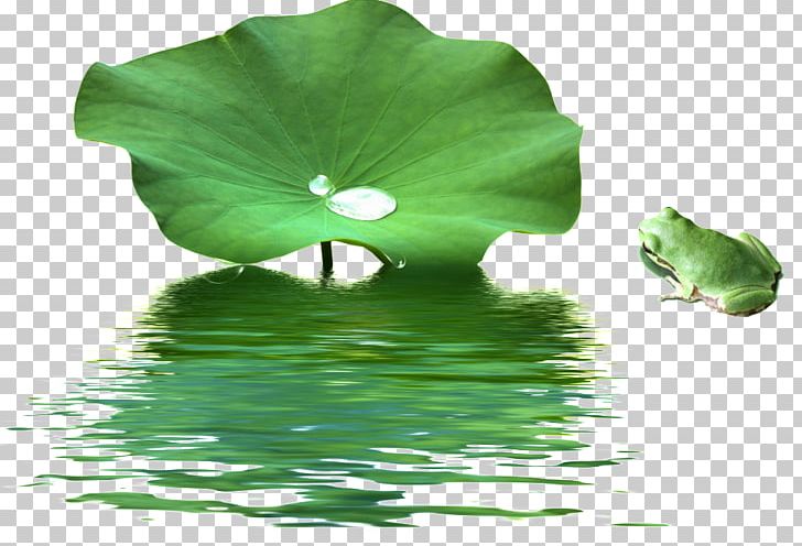 Nelumbo Nucifera Lotus Effect Leaf Aquatic Plants Goji PNG, Clipart, Aquatic Plants, Dye, Dyeing, Flower, Food Free PNG Download