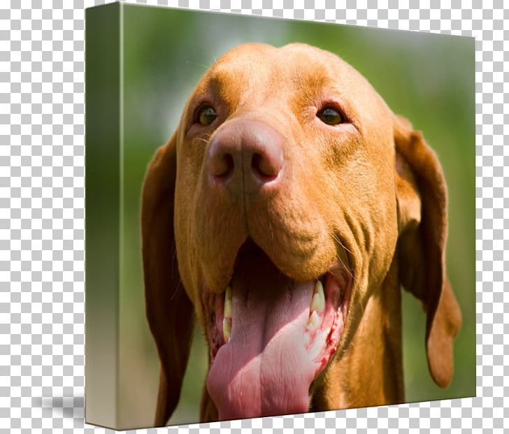 Wirehaired Vizsla Redbone Coonhound Rhodesian Ridgeback Dog Breed PNG, Clipart, Animal, Animals, Black And Tan Coonhound, Breed, Carnivoran Free PNG Download