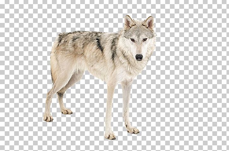 African Wild Dog Arctic Wolf Tiger Lion PNG, Clipart, Animal, Animals, Animal Sauvage, Canid, Carnivoran Free PNG Download