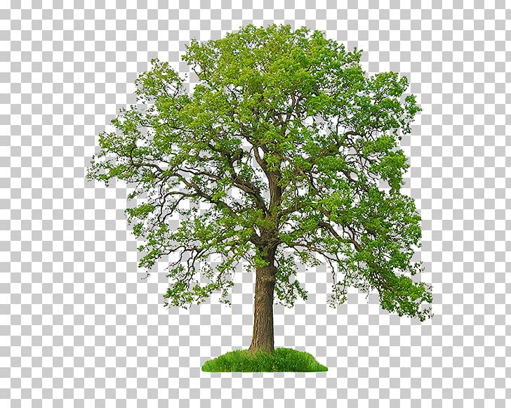 White Oak Stock Photography Tree Northern Red Oak PNG, Clipart, Acorn, Bay Laurel, Branch, Can Stock Photo, Grass Free PNG Download