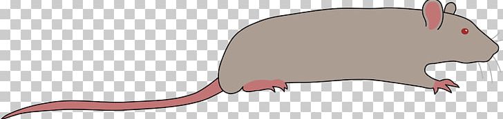 Rat Murids Rodent Mouse PNG, Clipart, Animal, Animals, Carnivoran, Computer Icons, Fauna Free PNG Download