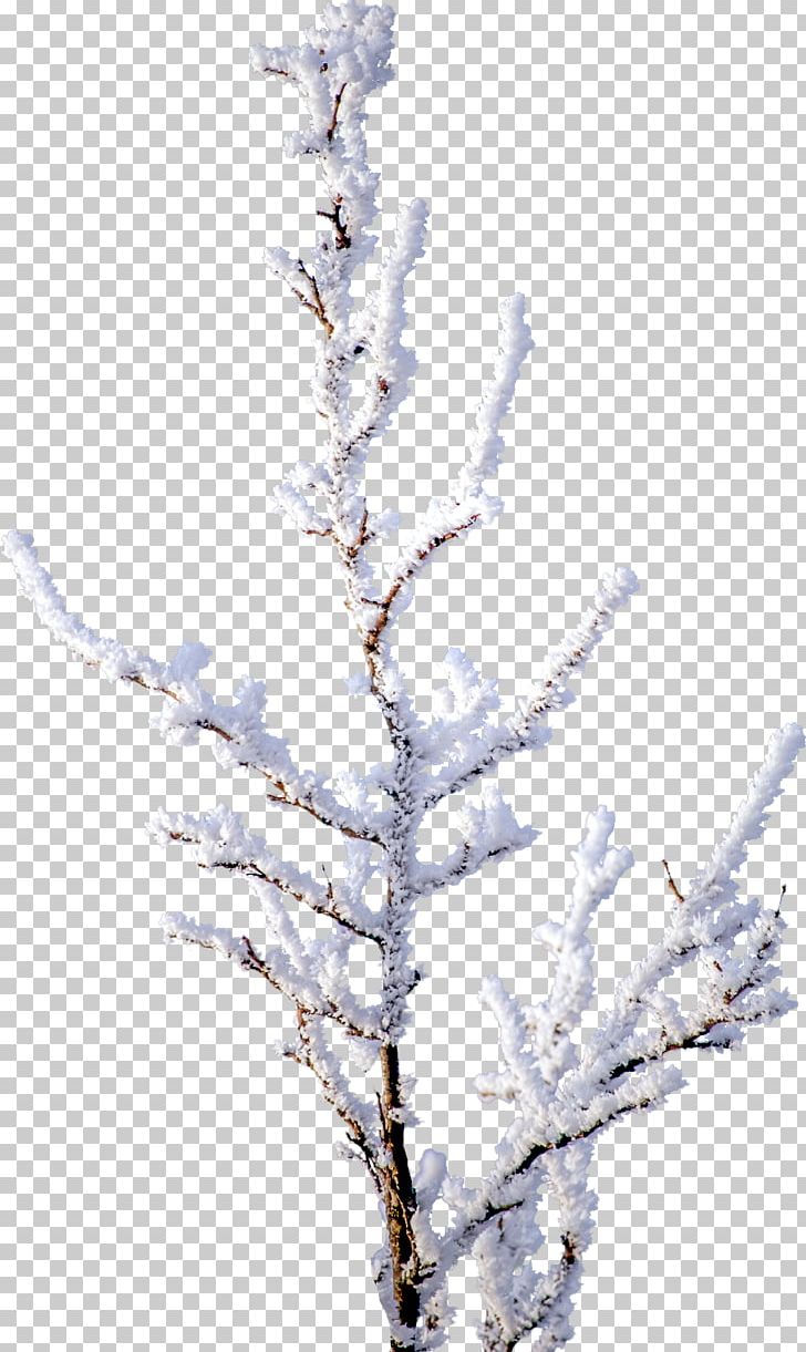 Tree Branch Snow PNG, Clipart, 3d Computer Graphics, Branch, Computer Graphics, Conifer, Conifers Free PNG Download