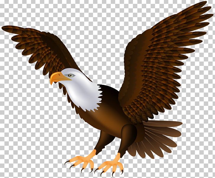 Bald Eagle Bird PNG, Clipart, Accipitriformes, African Fish Eagle, Animals, Bald Eagle, Beak Free PNG Download