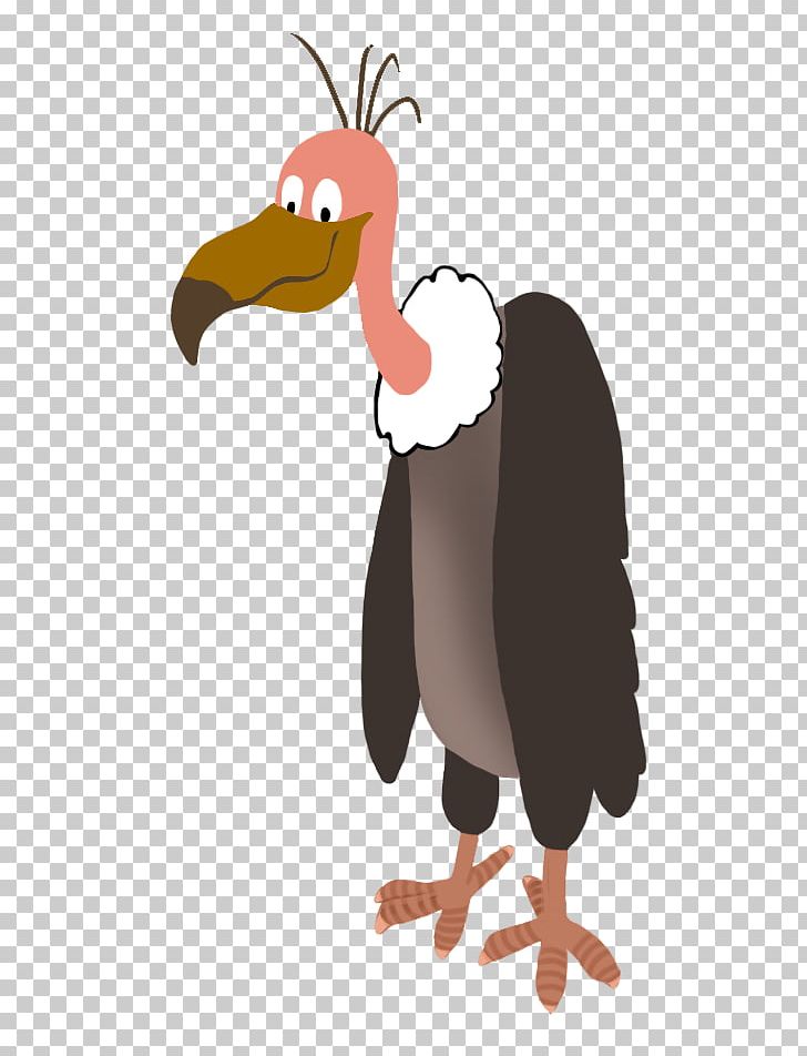 Bird Of Prey Vulture Penguin PNG, Clipart, Animal, Animals, Beak, Bird, Bird Of Prey Free PNG Download