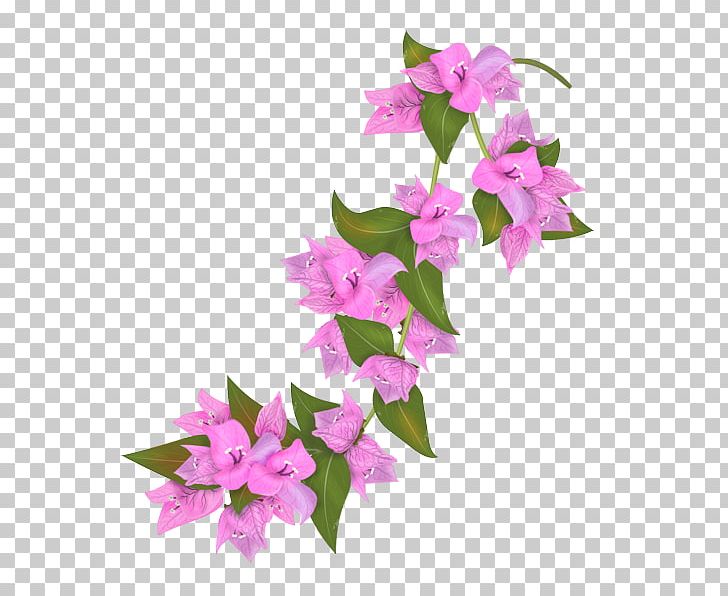 Bougainvillea Flower Petal Drawing PNG, Clipart, Bougainvillea, Cut Flowers, Dendrobium, Drawing, Flora Free PNG Download