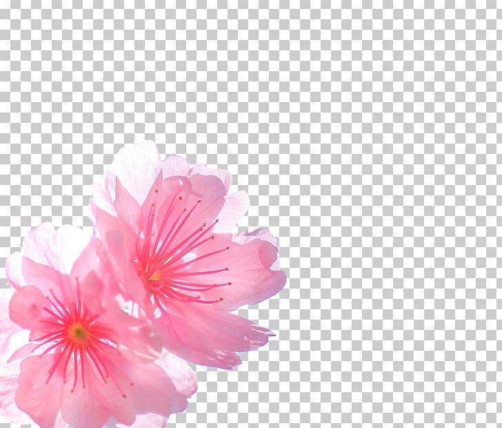 Cherry Blossom Pink PNG, Clipart, Branches, Cerasus, Cherry, Cherry Blossoms, Computer Wallpaper Free PNG Download