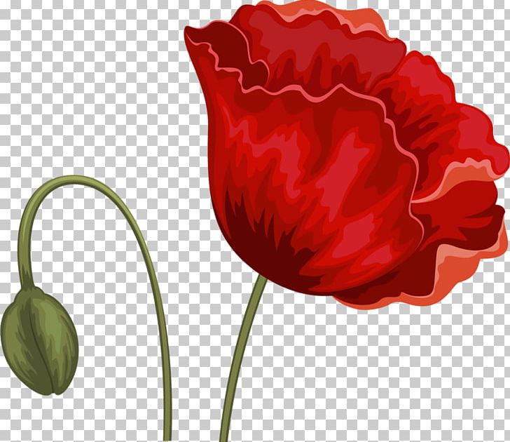 Flower Tulip Red PNG, Clipart, Cicek, Cicek Resimleri, Coquelicot, Cut Flowers, Flower Free PNG Download