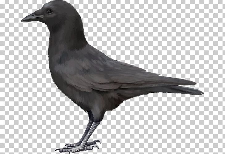 Carrion Crow PNG, Clipart, American Crow, Animals, Beak, Bird, Carrion Free PNG Download