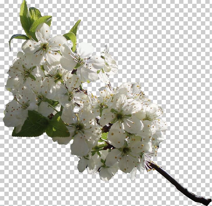 Flower Cerasus Cdr PNG, Clipart, Blossom, Branch, Cdr, Cerasus, Cherry Blossom Free PNG Download