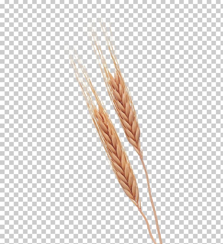 Google S Search Engine Illustration PNG, Clipart, Cartoon Wheat, Cereal, Cereal Germ, Closeup, Commodity Free PNG Download