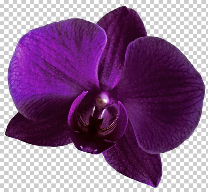 Orchids Violet Purple PNG, Clipart, Clip Art, Color, Drawing, Flower, Flowering Plant Free PNG Download