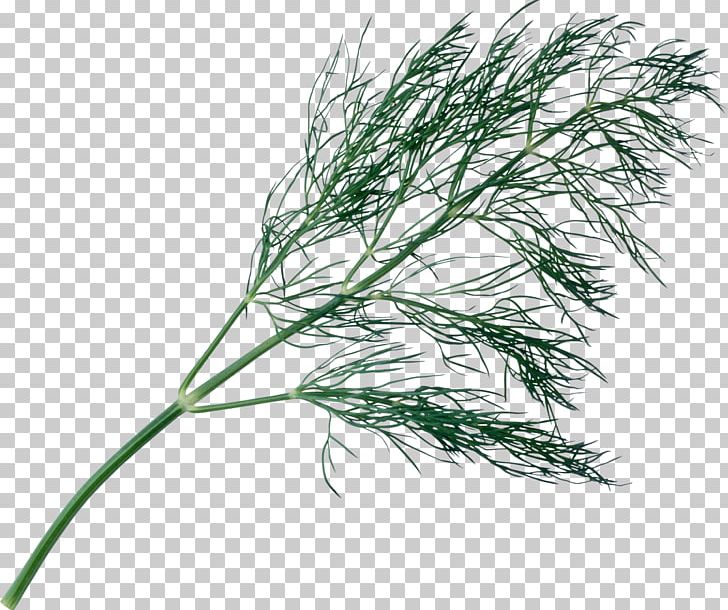 Plant Tree Branch Herb PNG, Clipart, Branch, Commodity, Dill, Food, Food Drinks Free PNG Download