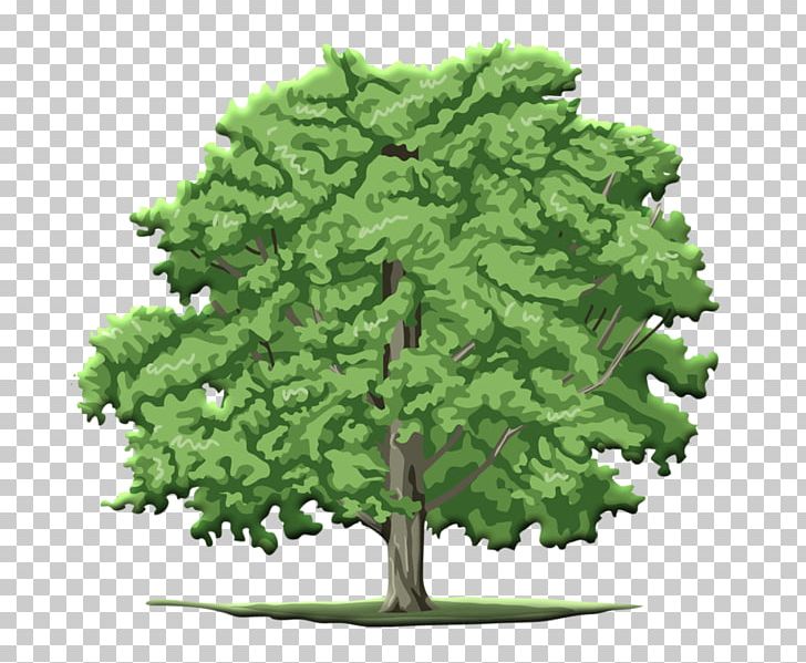 Tree Fir PNG, Clipart, Agac, Biome, Branch, Cmyk Color Model, Conifer Free PNG Download