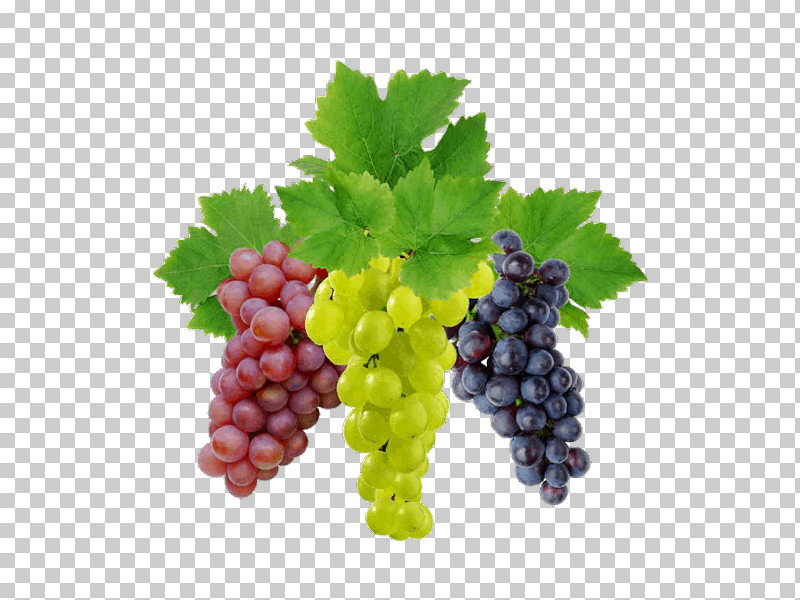 Grape Seedless Fruit Fruit Grape Leaves Natural Foods PNG, Clipart, Accessory Fruit, Berry, Currant, Flower, Food Free PNG Download