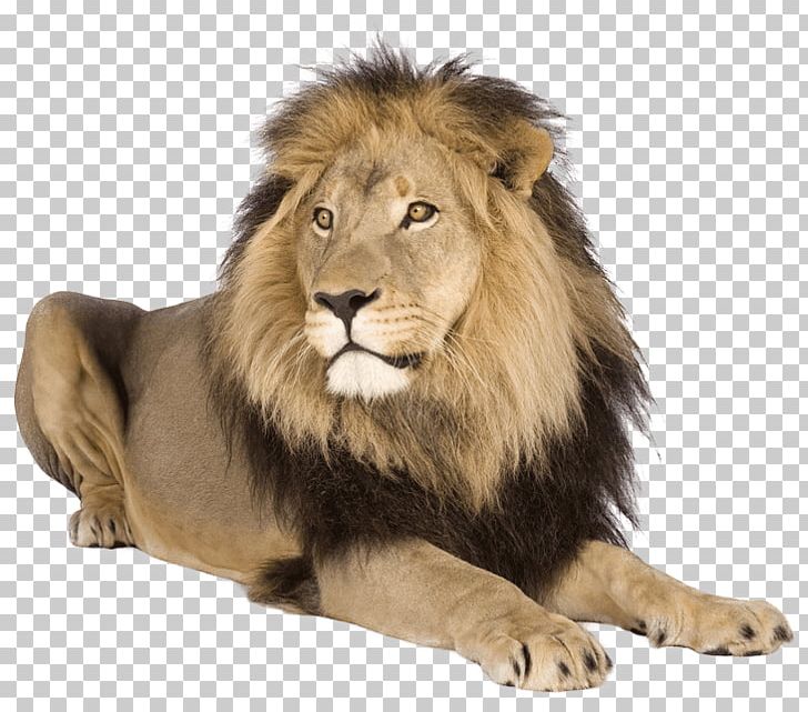 Lion Tiger Cat PNG, Clipart, Animal, Animals, Big Cats, Carnivoran, Cat Free PNG Download