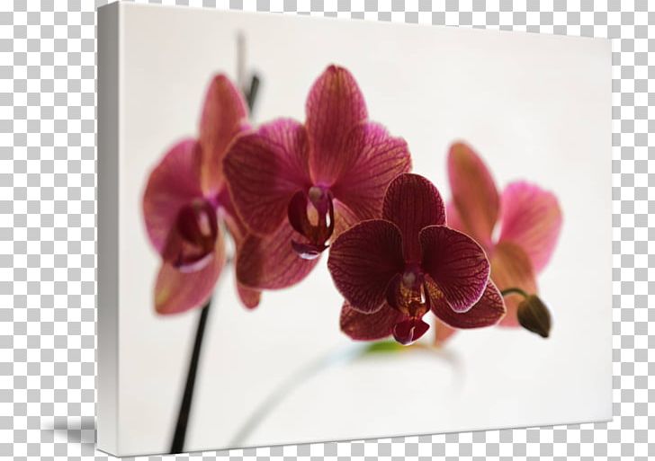 Moth Orchids Floral Design Dendrobium Cut Flowers PNG, Clipart, Artificial Flower, Cut Flowers, Dendrobium, Flora, Floral Design Free PNG Download