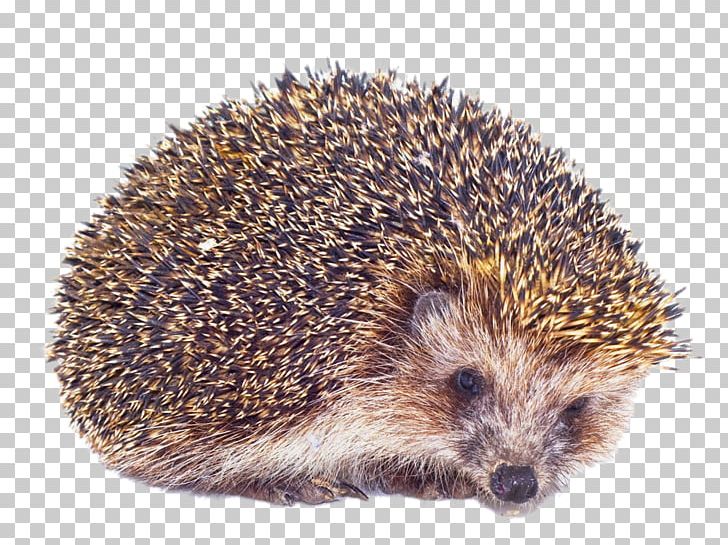 North African Hedgehog Pet Hamster Southern White-breasted Hedgehog PNG, Clipart, Animal, Animals, Cartoon Hedgehog, Clips, Cute Hedgehog Free PNG Download
