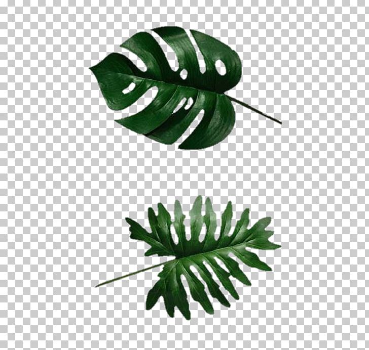 Swiss Cheese Plant Leaf Tree Philodendron Botany PNG, Clipart, Botany, Leaf, Monstera, Monstera Deliciosa, Monstera Obliqua Free PNG Download