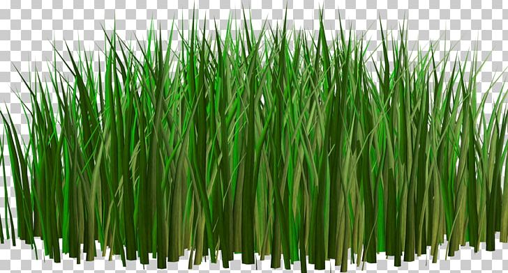Herbaceous Plant Кормовые культуры Digital PNG, Clipart, Chrysopogon Zizanioides, Commodity, Digital Image, Drawing, Grass Free PNG Download