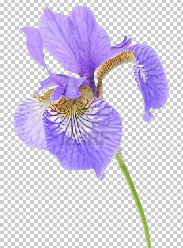 Iris Versicolor Iris Flower Data Set Stock Photography Iris Sibirica PNG, Clipart, Blue, Desktop Wallpaper, Flower, Flowering Plant, Green Free PNG Download