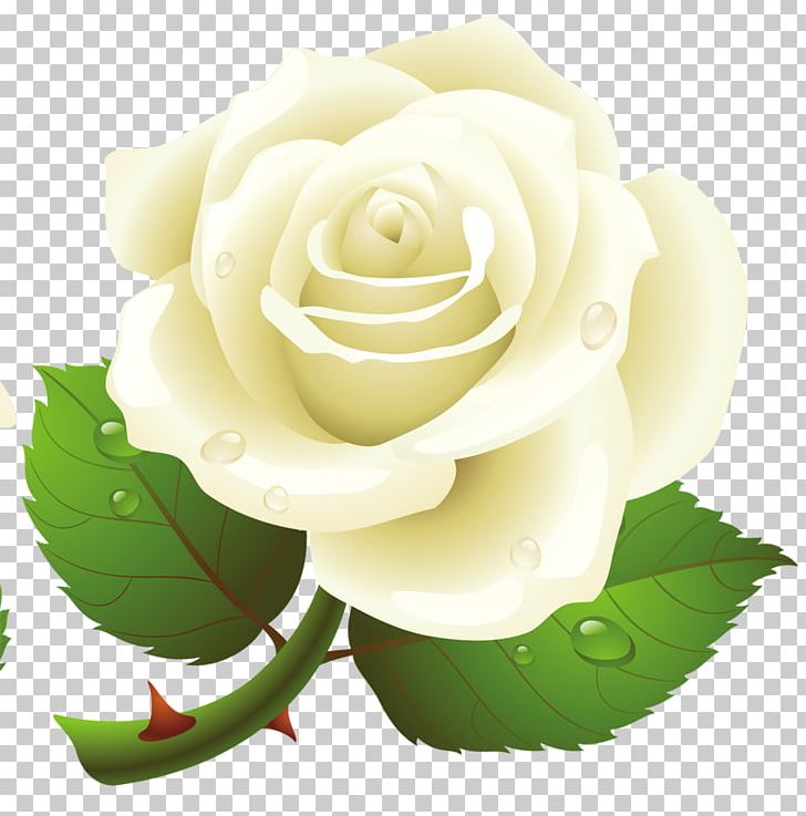 Rose PNG, Clipart, Blog, Cut Flowers, Desktop Wallpaper, Drawing, Floral Design Free PNG Download