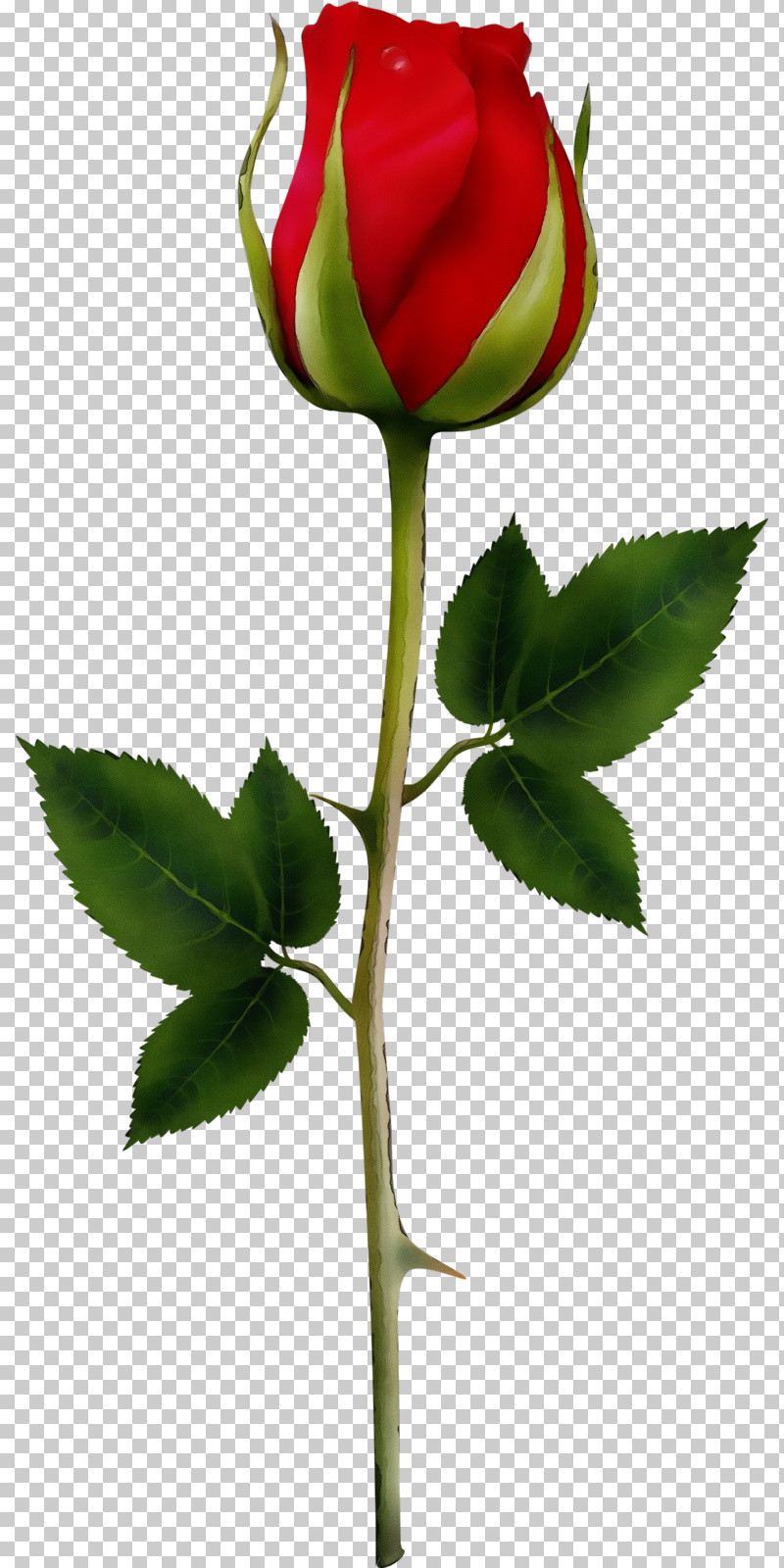 Rose PNG, Clipart, Bud, Flower, Leaf, Paint, Pedicel Free PNG Download