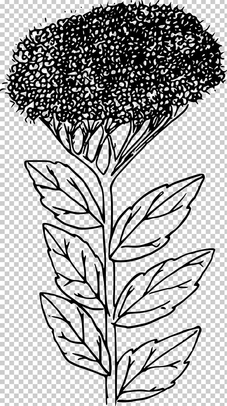 Botany Coloring Book (HarperCollins Coloring Books Botanical Gardens Coloring Book PNG, Clipart, Adult, Black And White, Book, Botany, Branch Free PNG Download